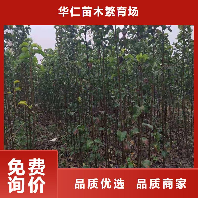 秋月梨种植苗管理方式