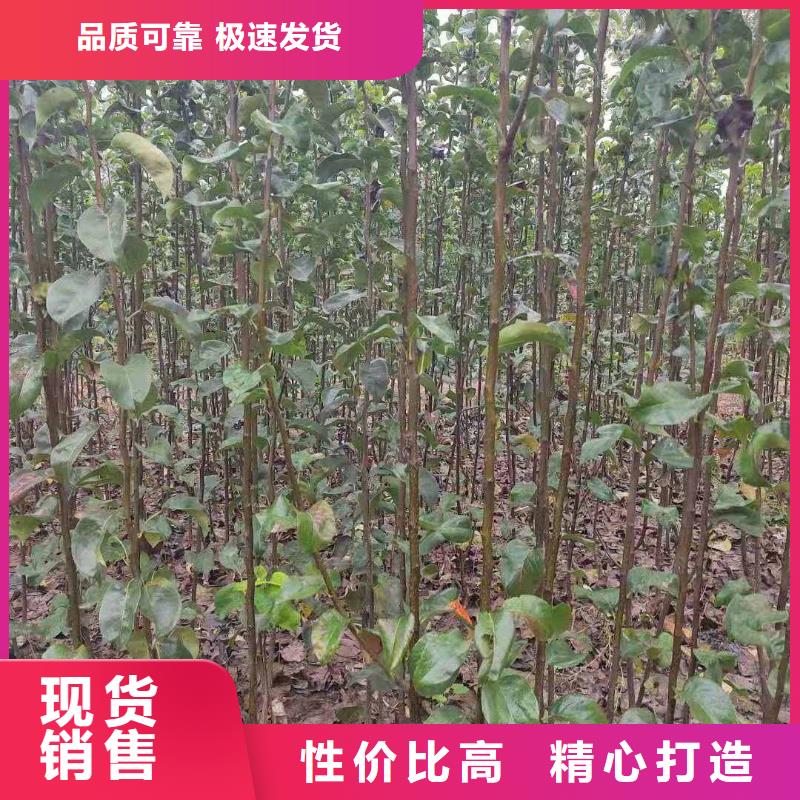 秋月梨种植苗栽培时间