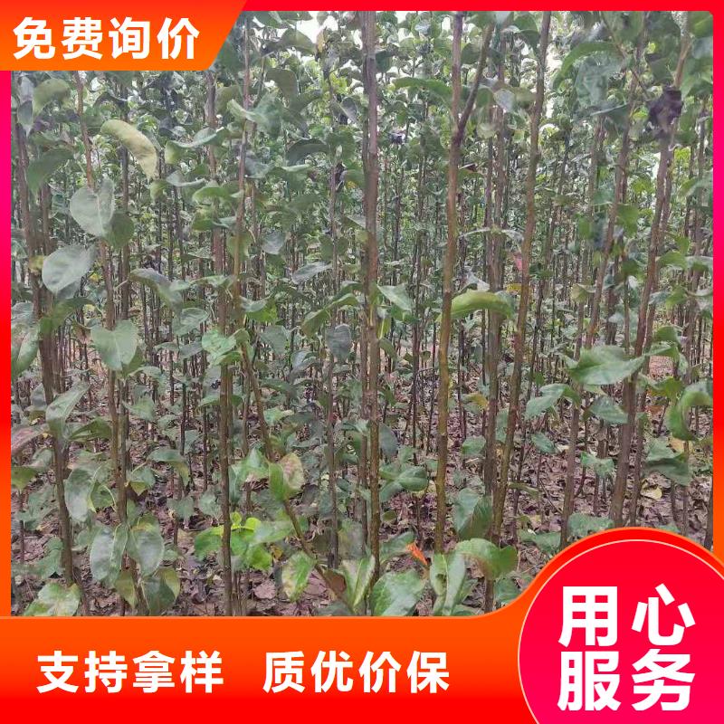梨海棠苗重信誉厂家