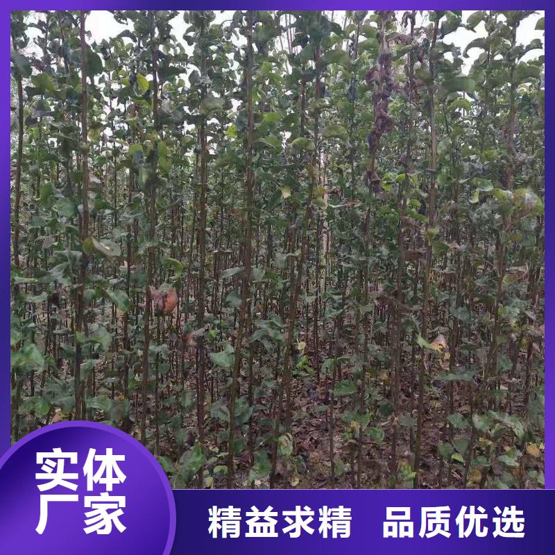 秋月梨苗行情