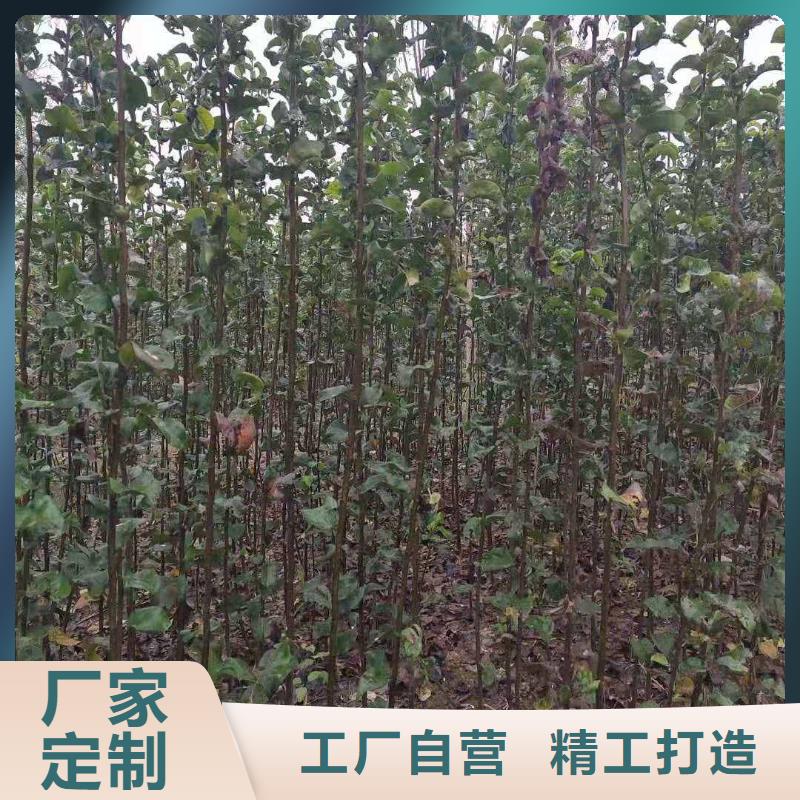 秋月梨种植苗图片
