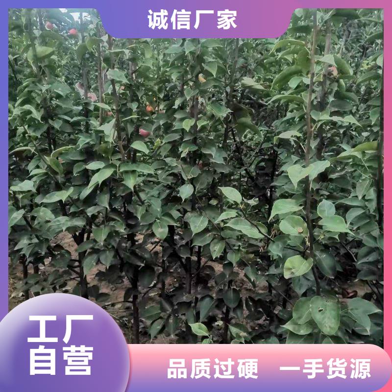 秋月梨苗哪里有卖的