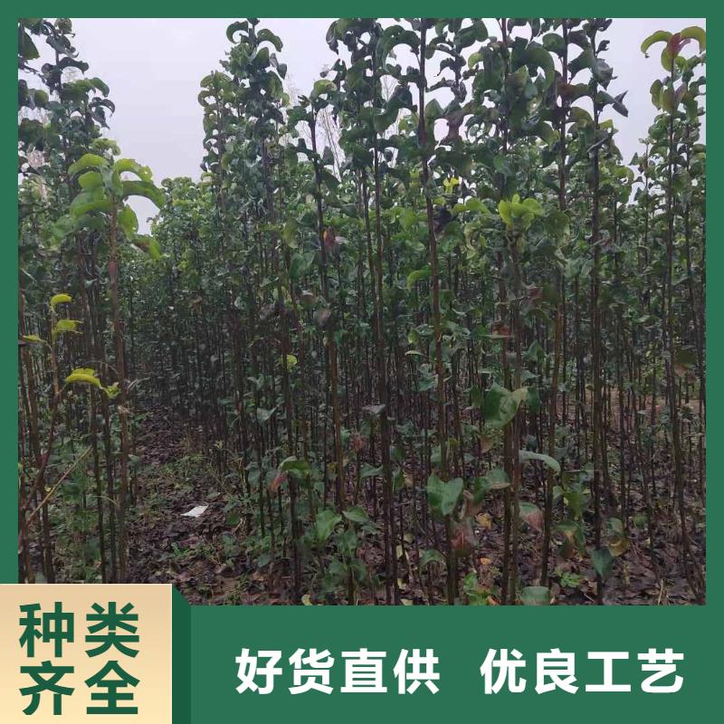 秋月梨种植苗什么品种好