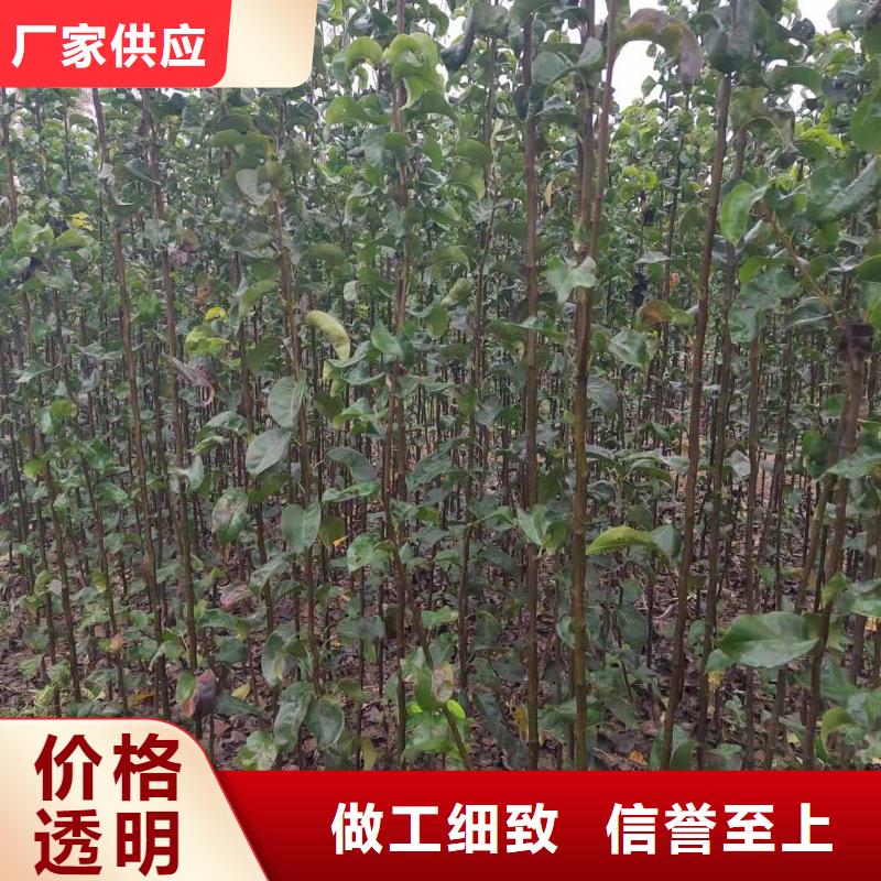 秋月梨苗行情