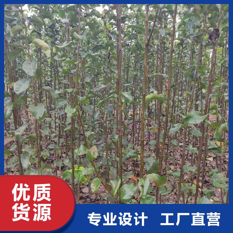 秋月梨种植苗什么品种好