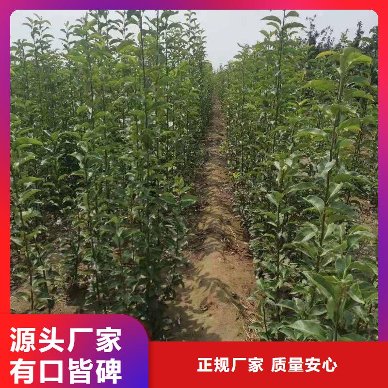 秋月梨树苗批发