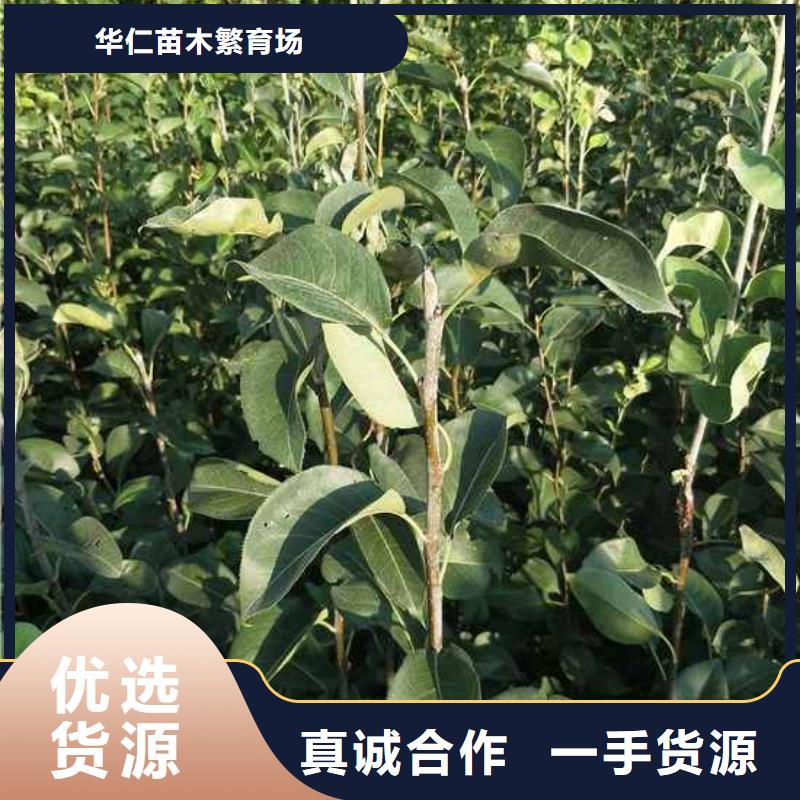 秋月梨苗行情