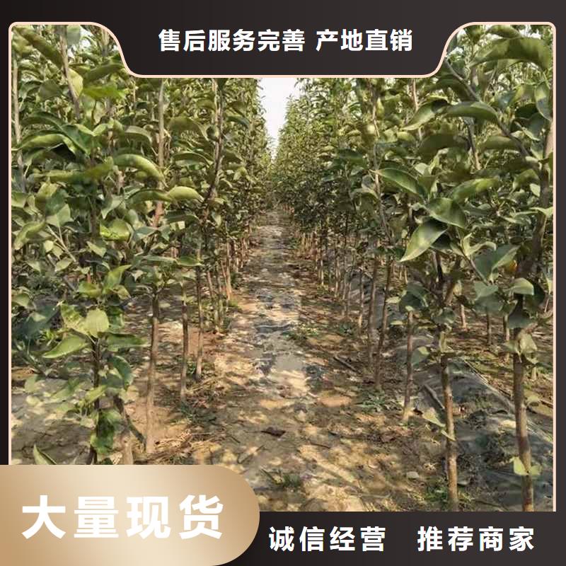 梨黄冠梨树苗市场报价