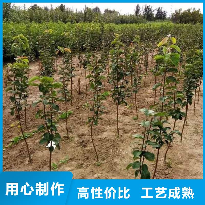 秋月梨树苗哪里的数量大