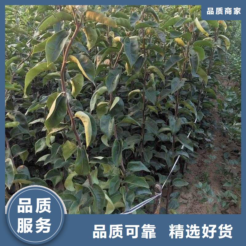 梨奥红一号梨苗买的是放心