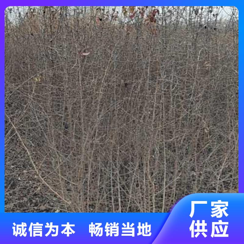 杜梨小苗种植方法及时间