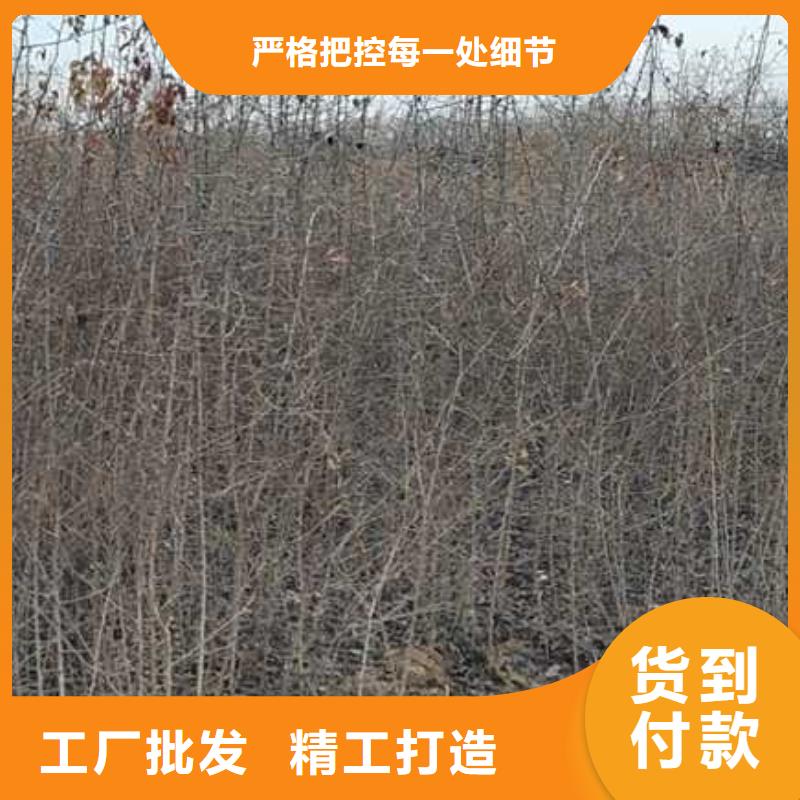 杜梨秋月梨树苗厂家供应