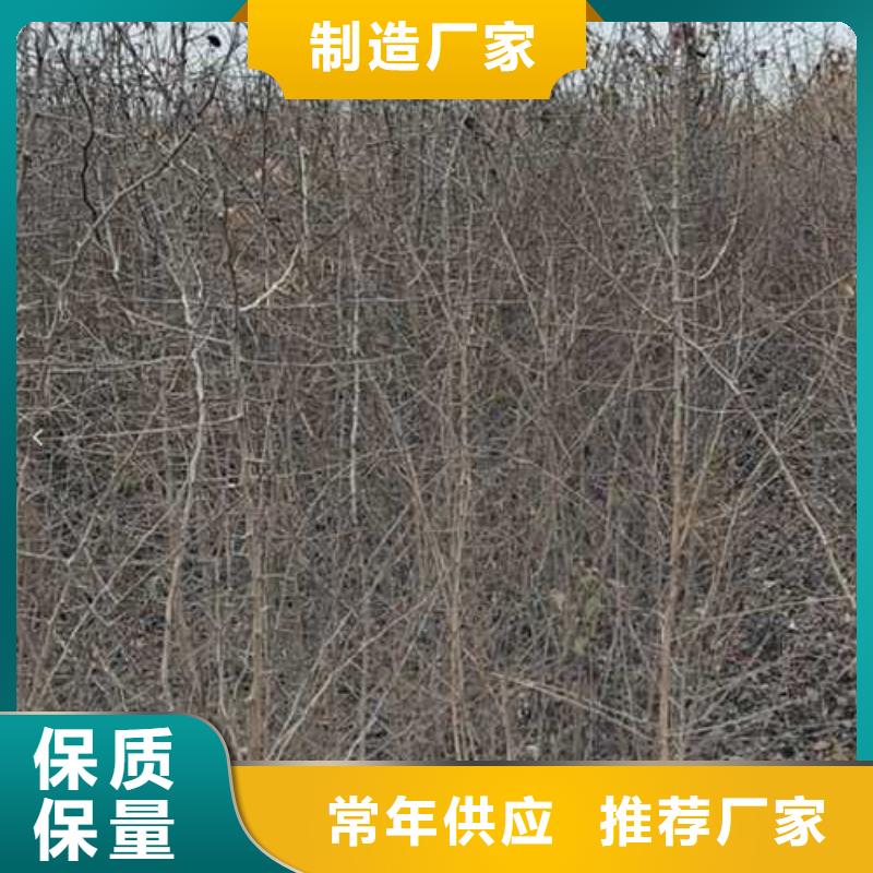 杜梨-秋月梨树苗用的放心