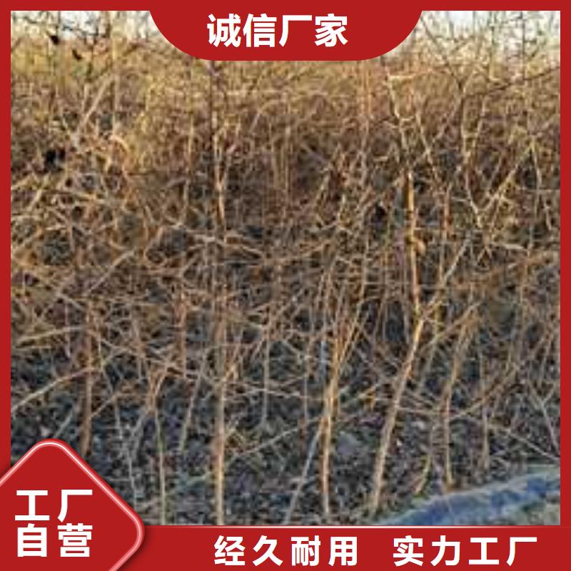 杜梨小苗种植基地