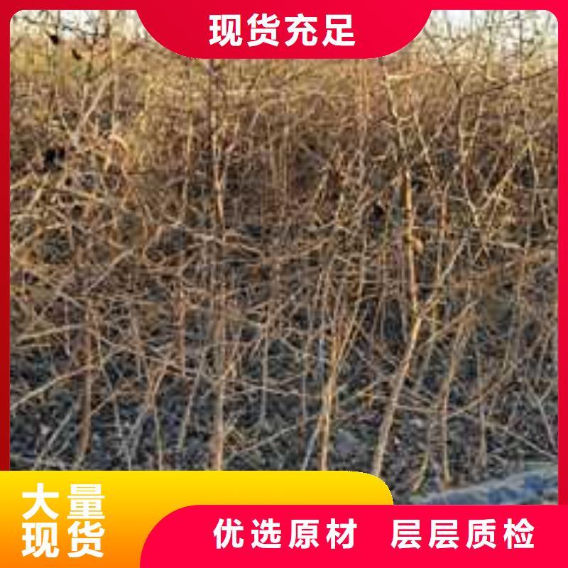 杜梨,香酥梨树苗厂家品控严格
