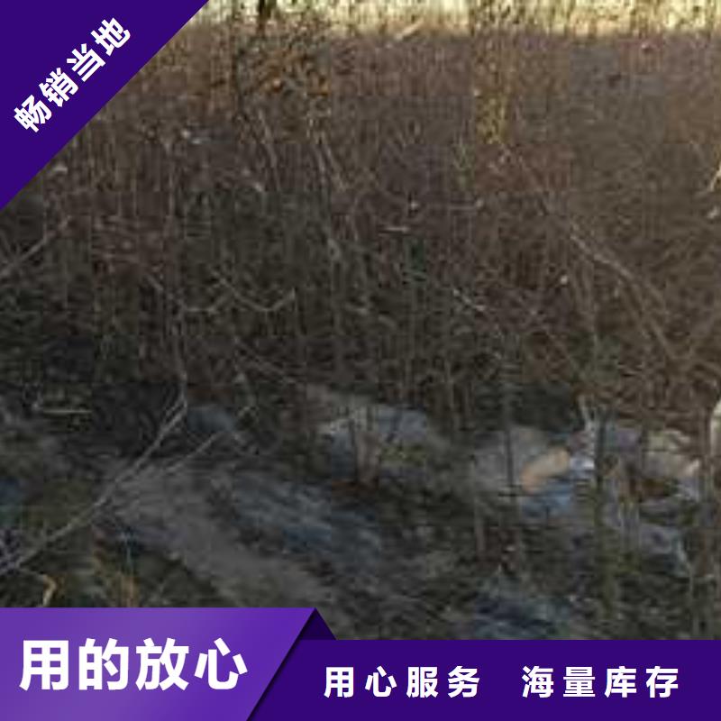 杜梨小苗品种