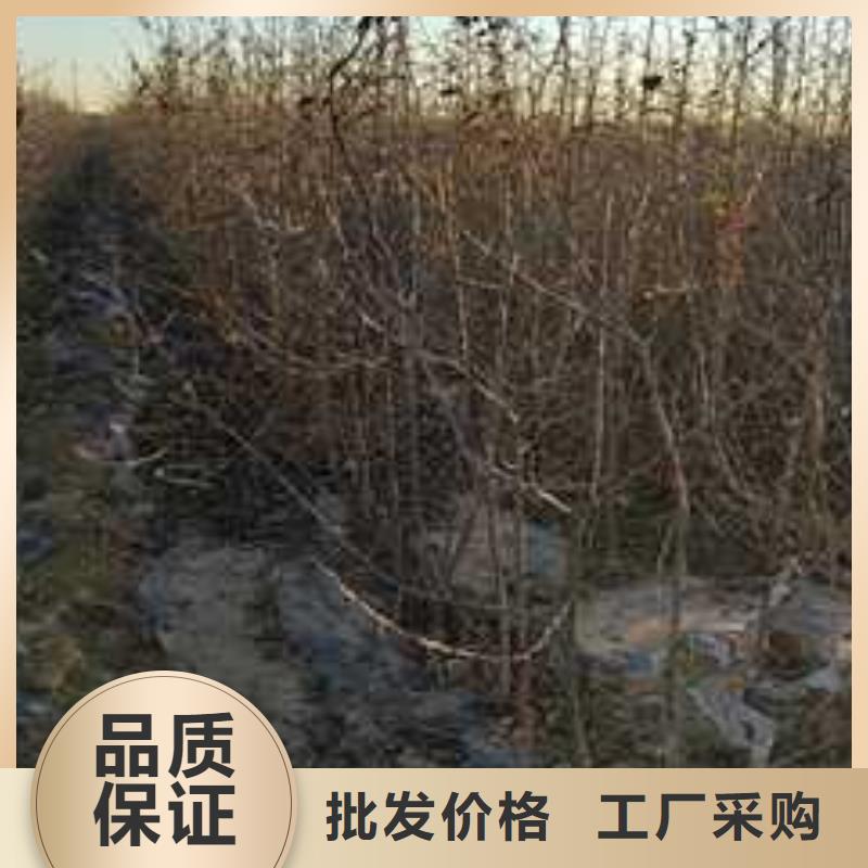 杜梨秋月梨树苗厂家供应