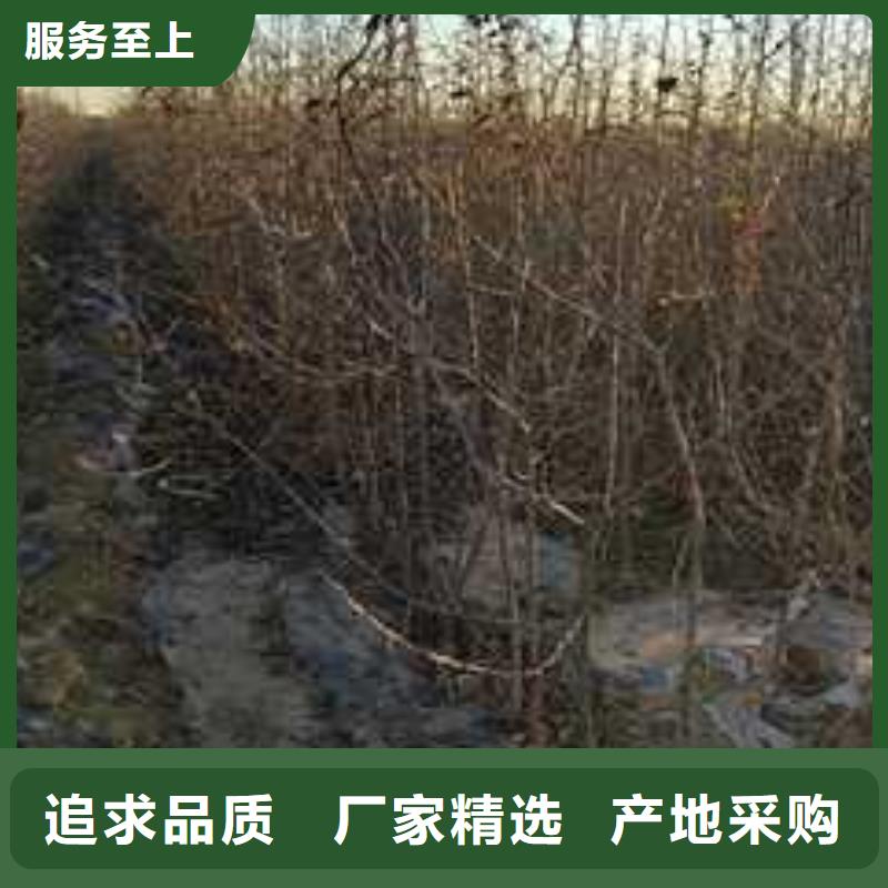 杜梨-秋月梨树苗用的放心
