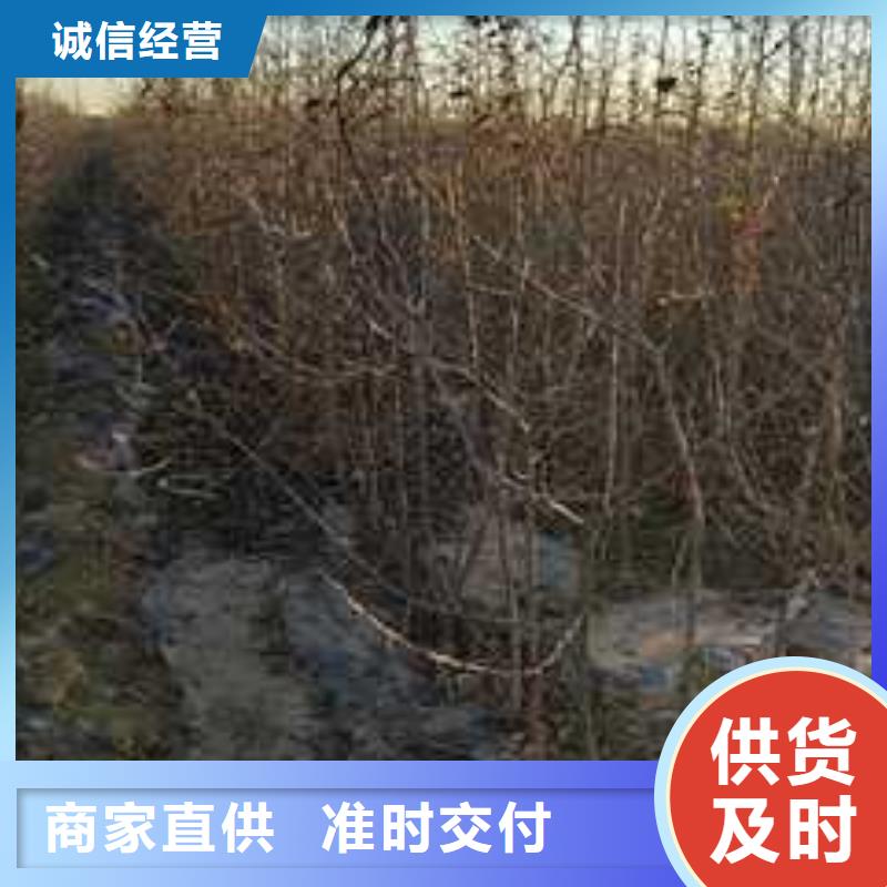 杜梨杜梨苗多种工艺