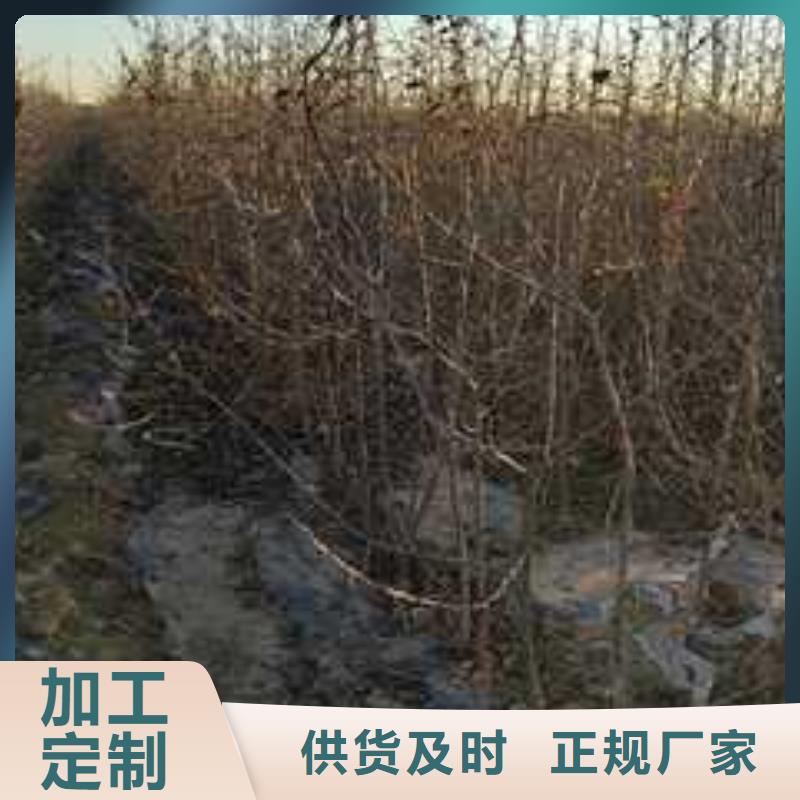 杜梨苗种植方法