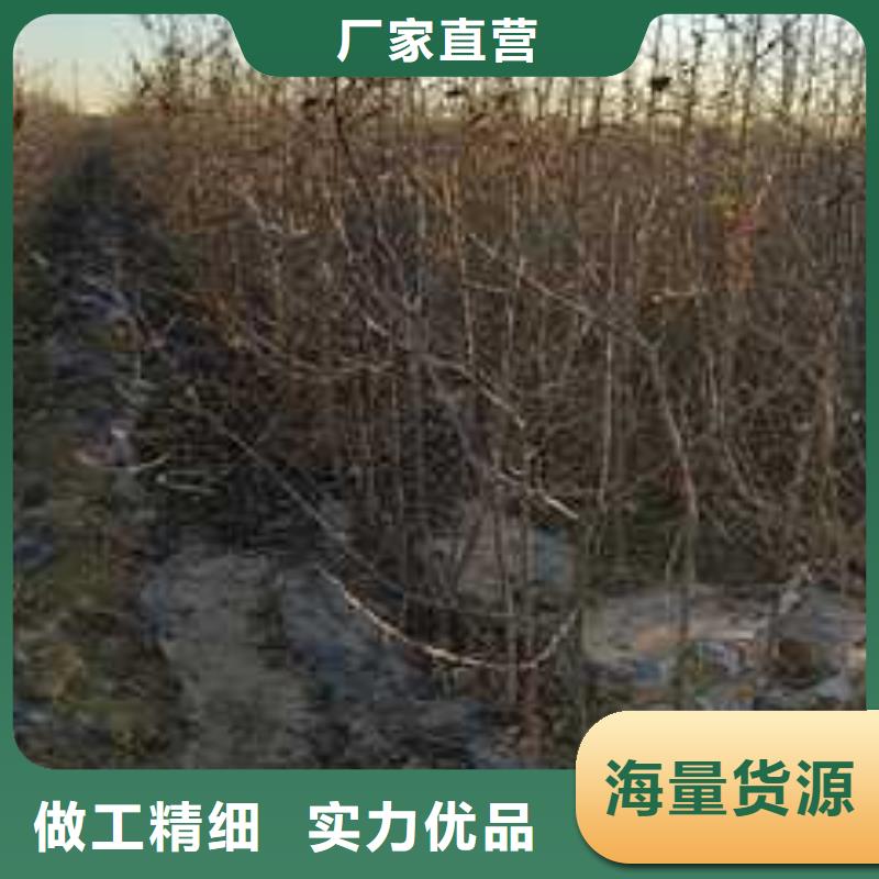 杜梨小苗种植基地