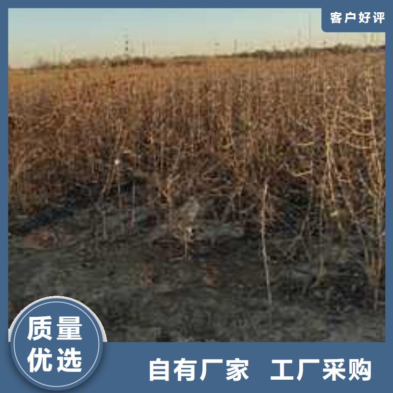 杜梨苗种植方法及时间