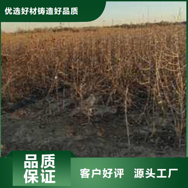 杜梨,秋月梨树苗服务周到