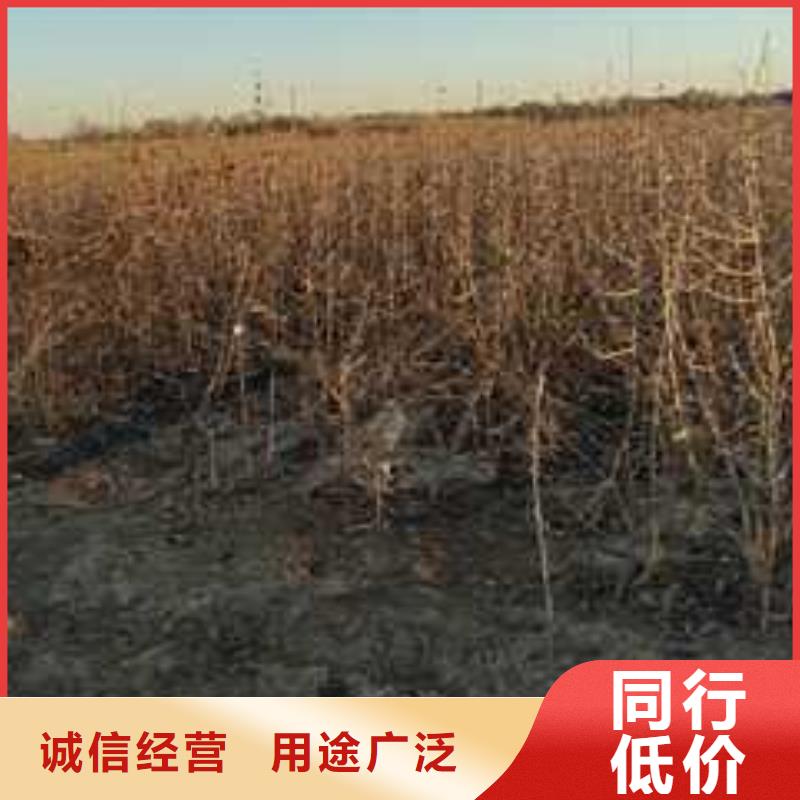 杜梨秋月梨树苗厂家供应