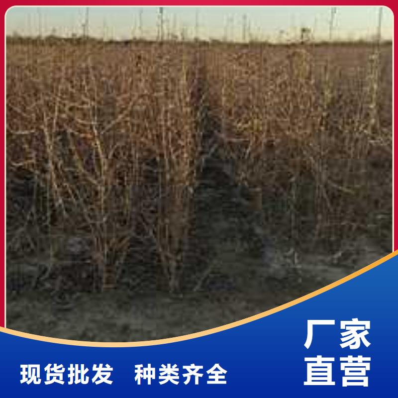 杜梨香酥梨树苗品质好才是硬道理