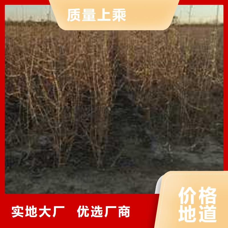 杜梨梨树苗基地精工细作品质优良