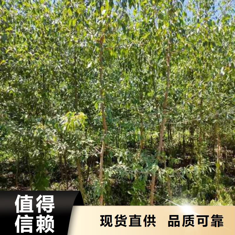 杜梨秋月梨树苗厂家供应