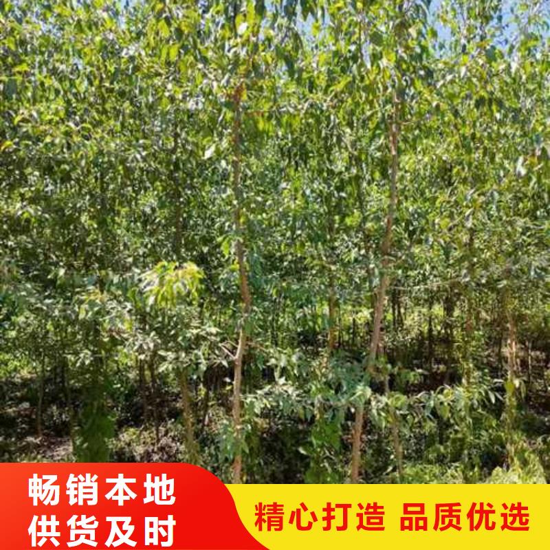 杜梨_山桃苗货源充足