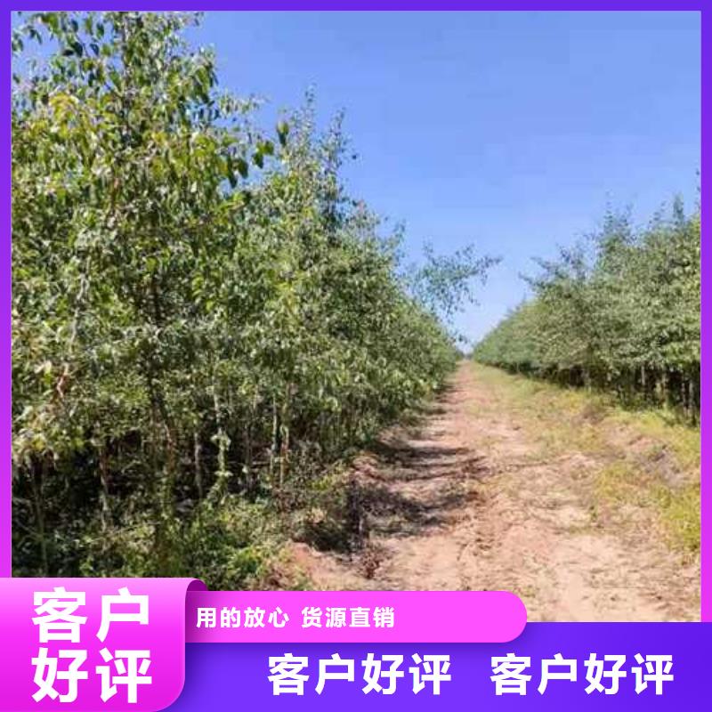 杜梨苗一亩地需要多少株