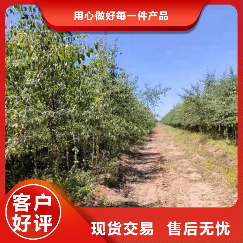 杜梨树苗苗圃基地