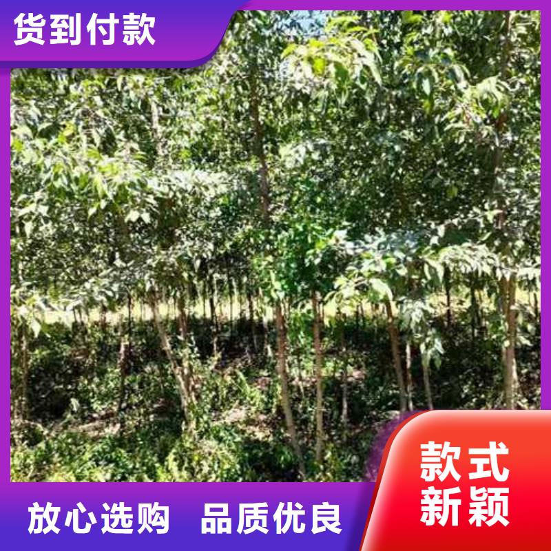 杜梨海棠苗诚信经营