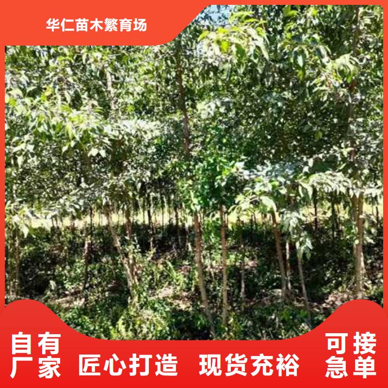 杜梨杜梨苗多种工艺