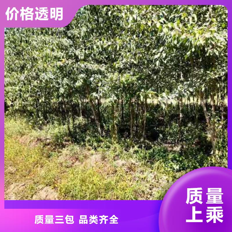 杜梨秋月梨树苗厂家实力雄厚