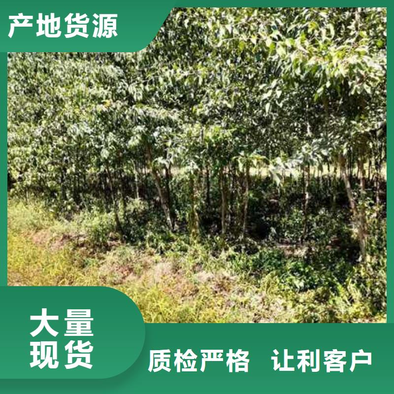 杜梨-秋月梨树苗今年新款