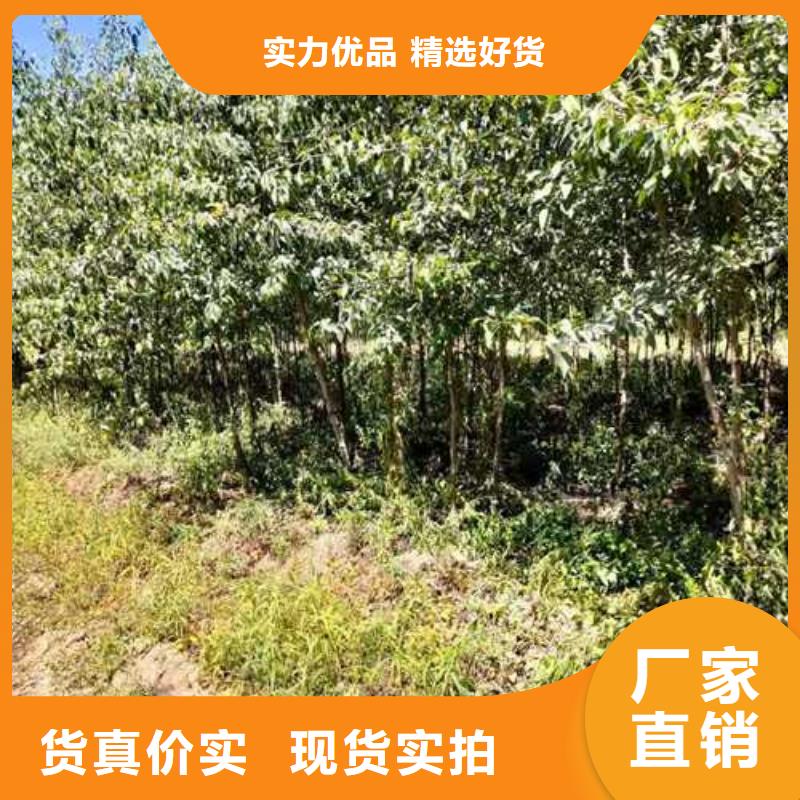 杜梨树苗品种大全