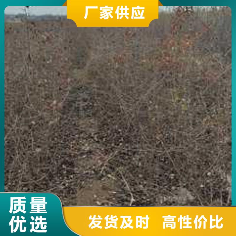 杜梨梨树苗基地口碑好实力强