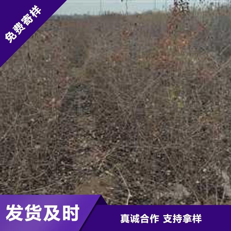 【杜梨】梨树苗真实拍摄品质可靠
