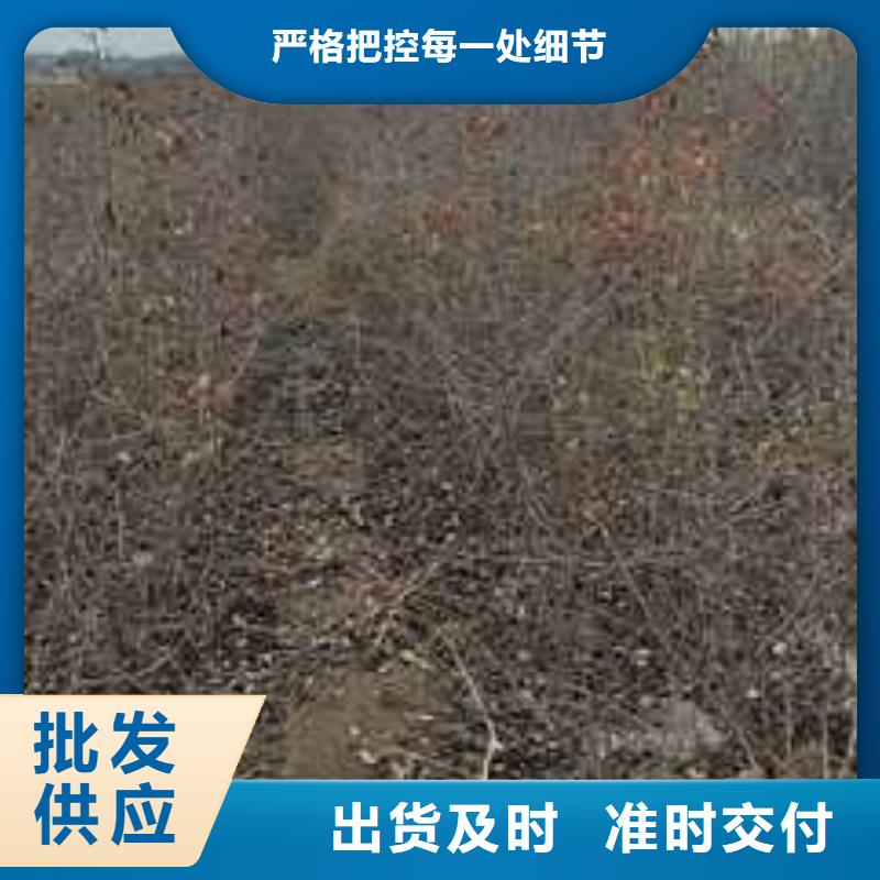 杜梨梨树苗基地精工细作品质优良