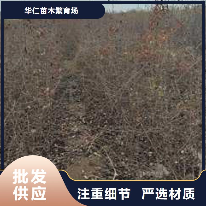 杜梨黄冠梨树苗标准工艺