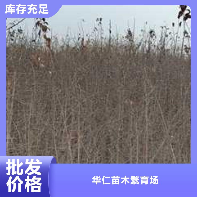 杜梨香酥梨树苗品质好才是硬道理