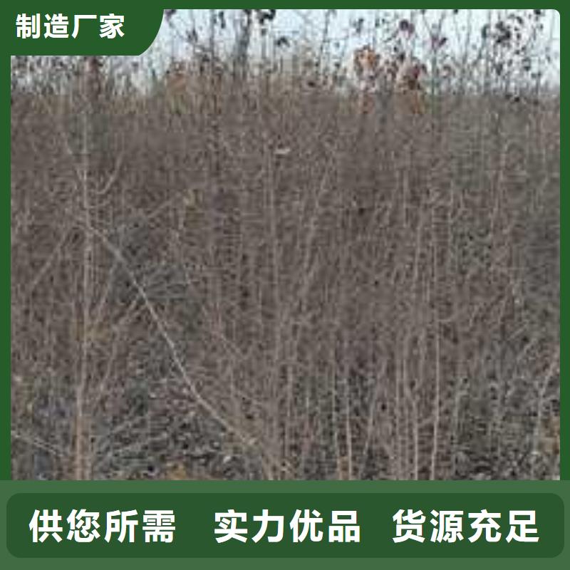 【杜梨】_新梨7号梨树苗质量无忧