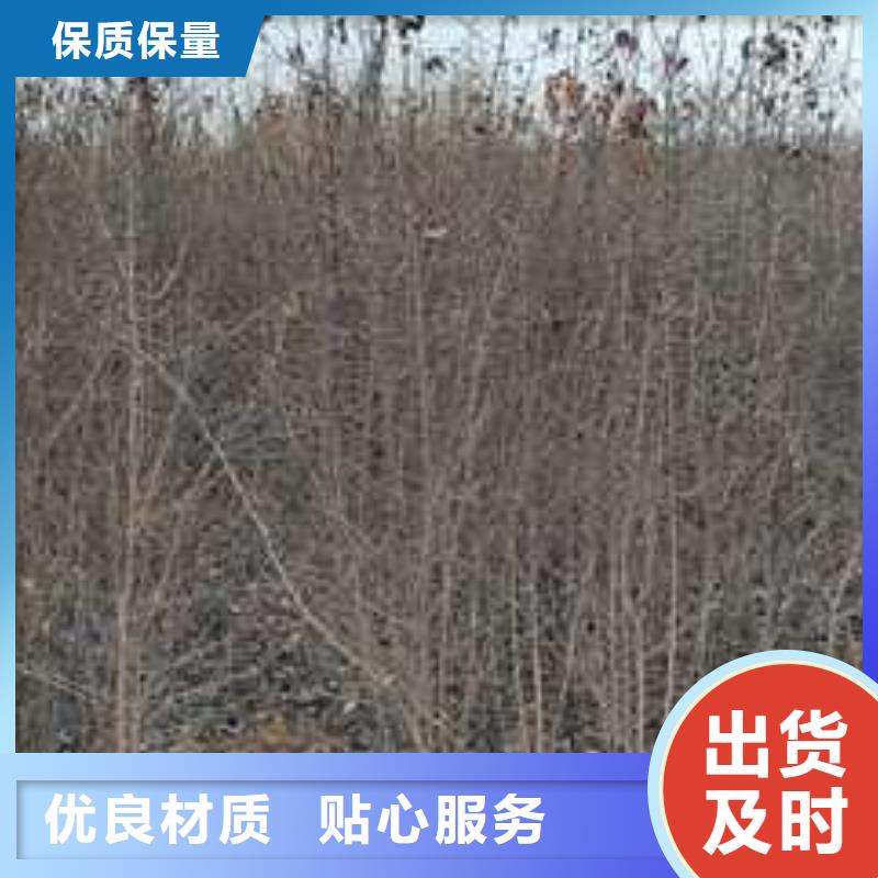 杜梨【红香酥梨树苗】价格低