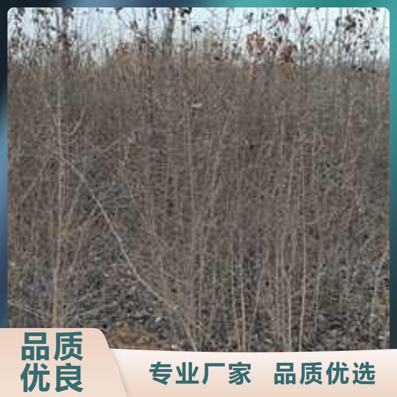 杜梨苗苗圃基地