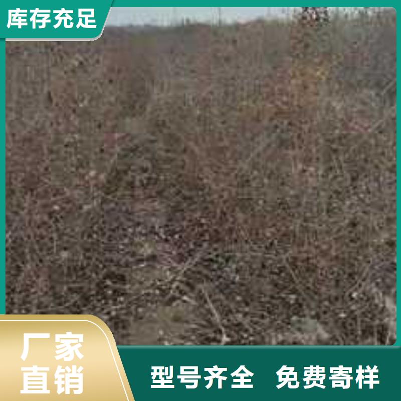 杜梨【玉露香梨树苗】采购