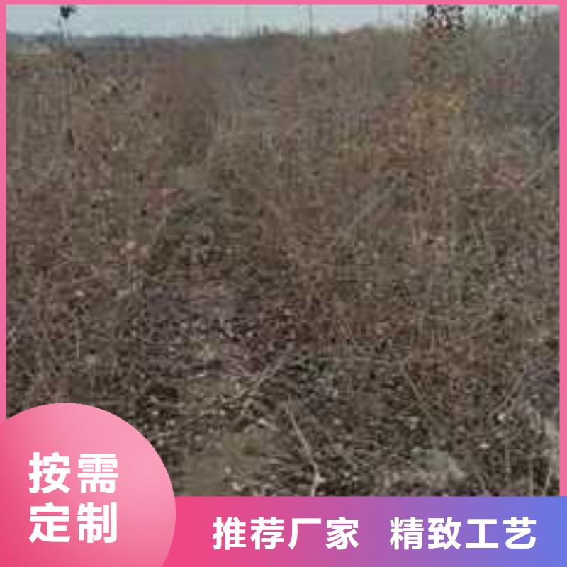 杜梨苗种植方法及时间