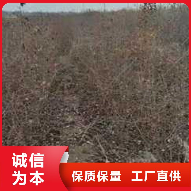 杜梨,奥红一号梨苗专注细节更放心
